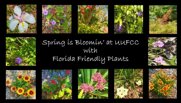 Spring is Bloomin' at UUFCC with Florida Friendly Plants